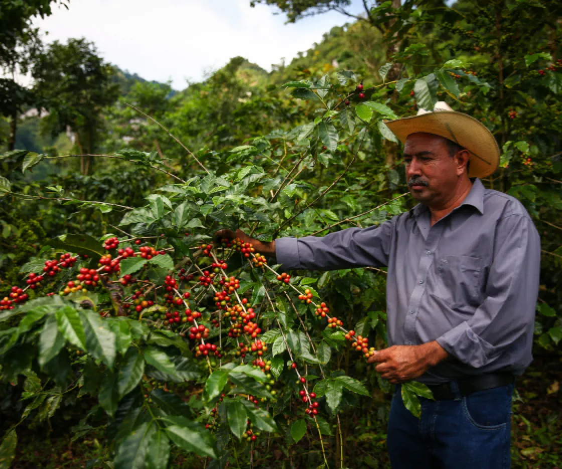 Latin America, a person on a coffee farm in Latin America